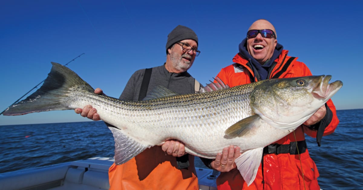 Jumbo Striped Bass - Anglers Journal - A Fishing Life