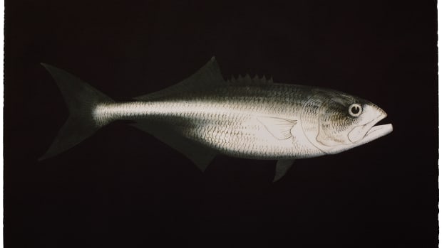 One of Jim Baker’s series of bluefish drawings.