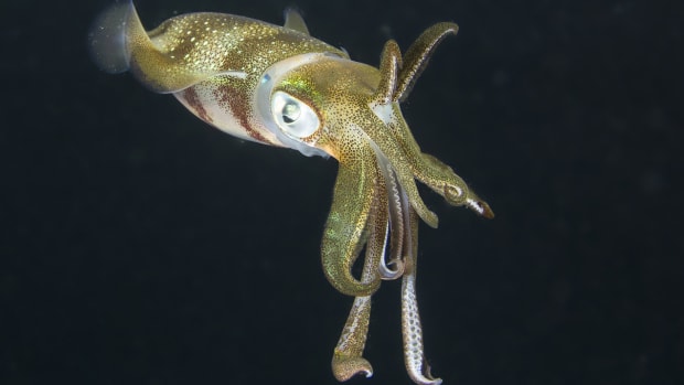 A host of marine life, from squid to tuna, is losing habitat due to decreasing oxygen levels.