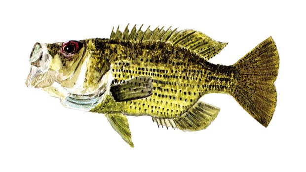 Loon Lake Rock Bass