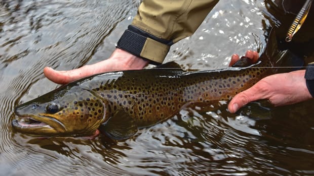 Winter Brown Trout