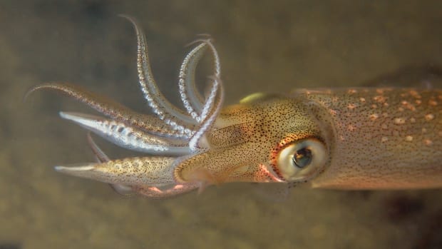 prm-squid