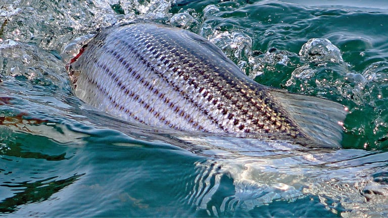 Fishing for Striped Bass in the Cape Cod Canal
