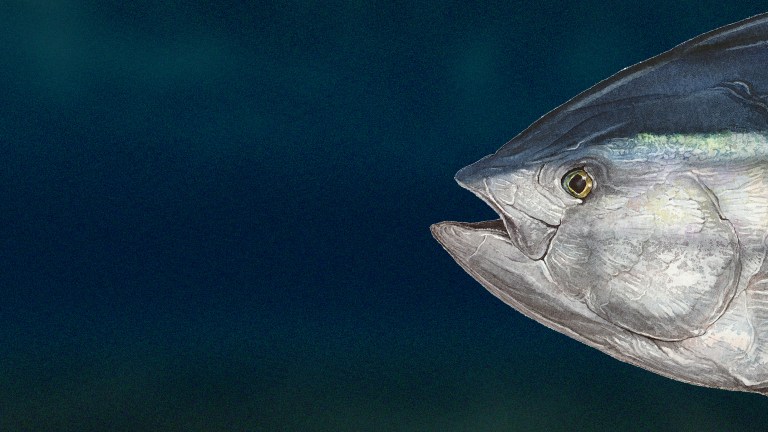 Fish Favorites: Bluefin Tuna