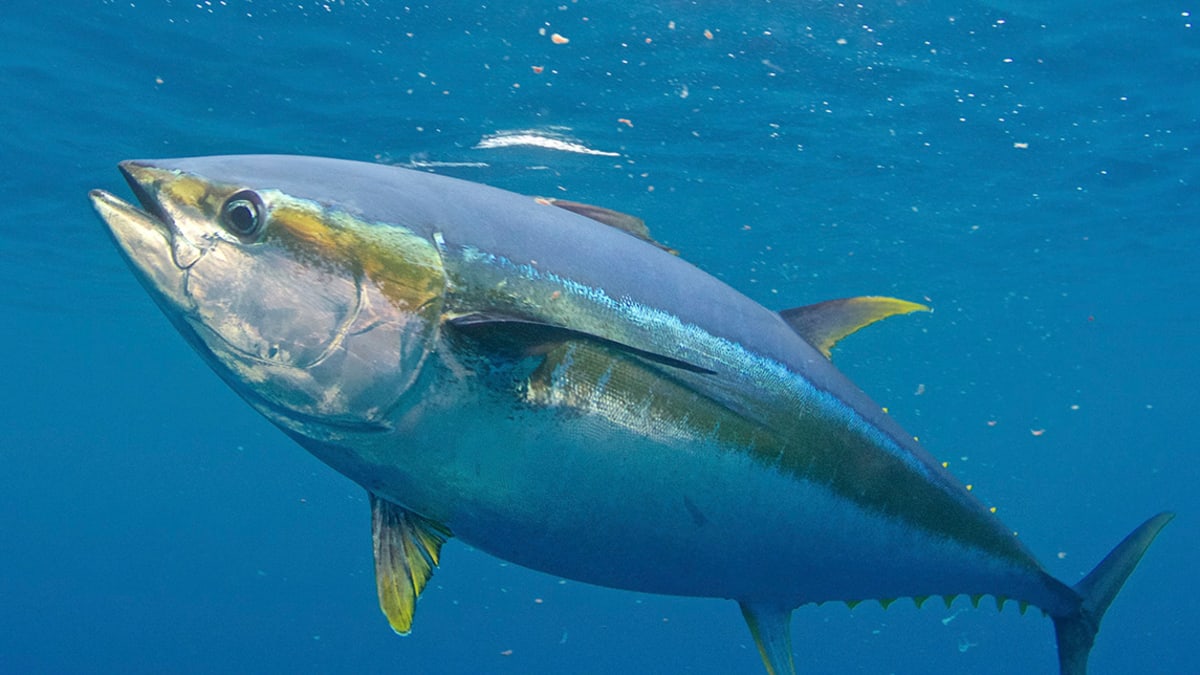 How to Fish for Bluefin Tuna in Outer Banks