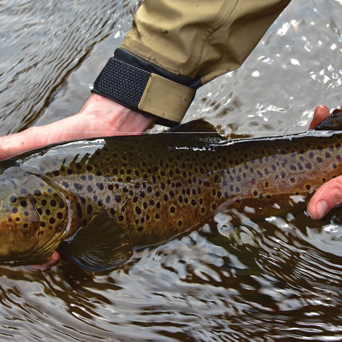 Top out on speckled trout in October - Carolina Sportsman