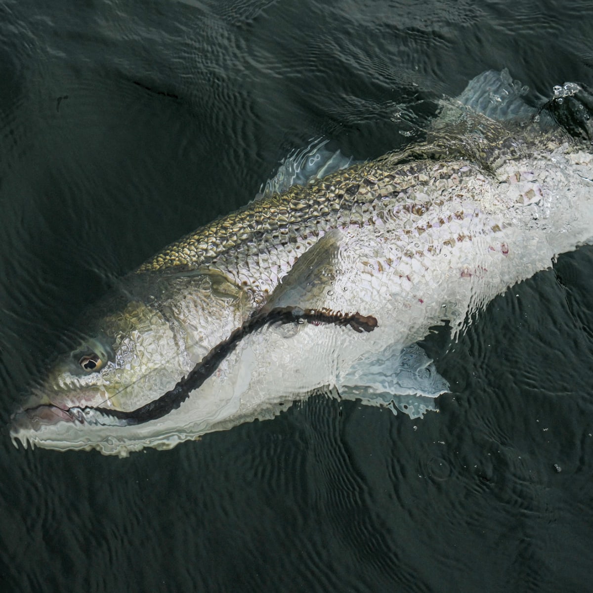 The Art of Eeling for Giant Striped Bass - Anglers Journal - A Fishing Life