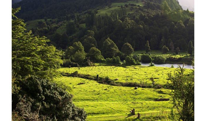 Green is the color of Chilean Patagonia during summer months. Annual rainfall can exceed 100 inches. Pictured is a pasture along the Simpson River.