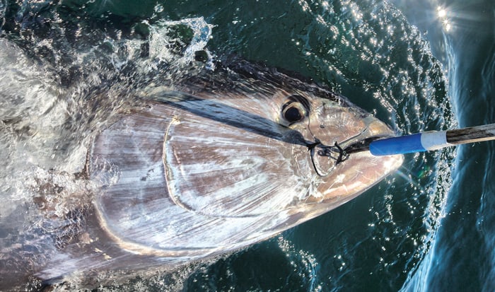 Fishing for Giant Bluefin Tuna on Prince Edward Island