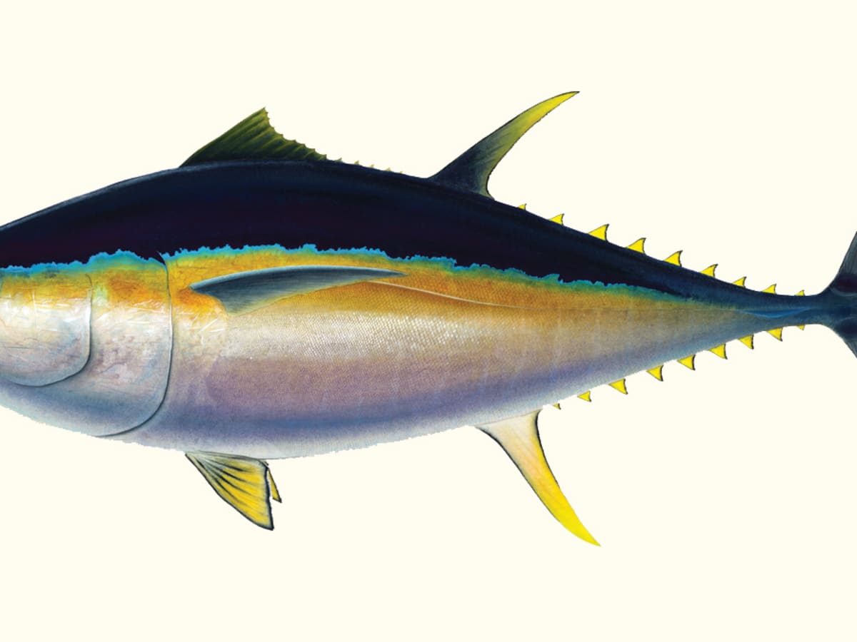 Bigeye tuna fishing capture the imagination - Anglers Journal - A Fishing  Life