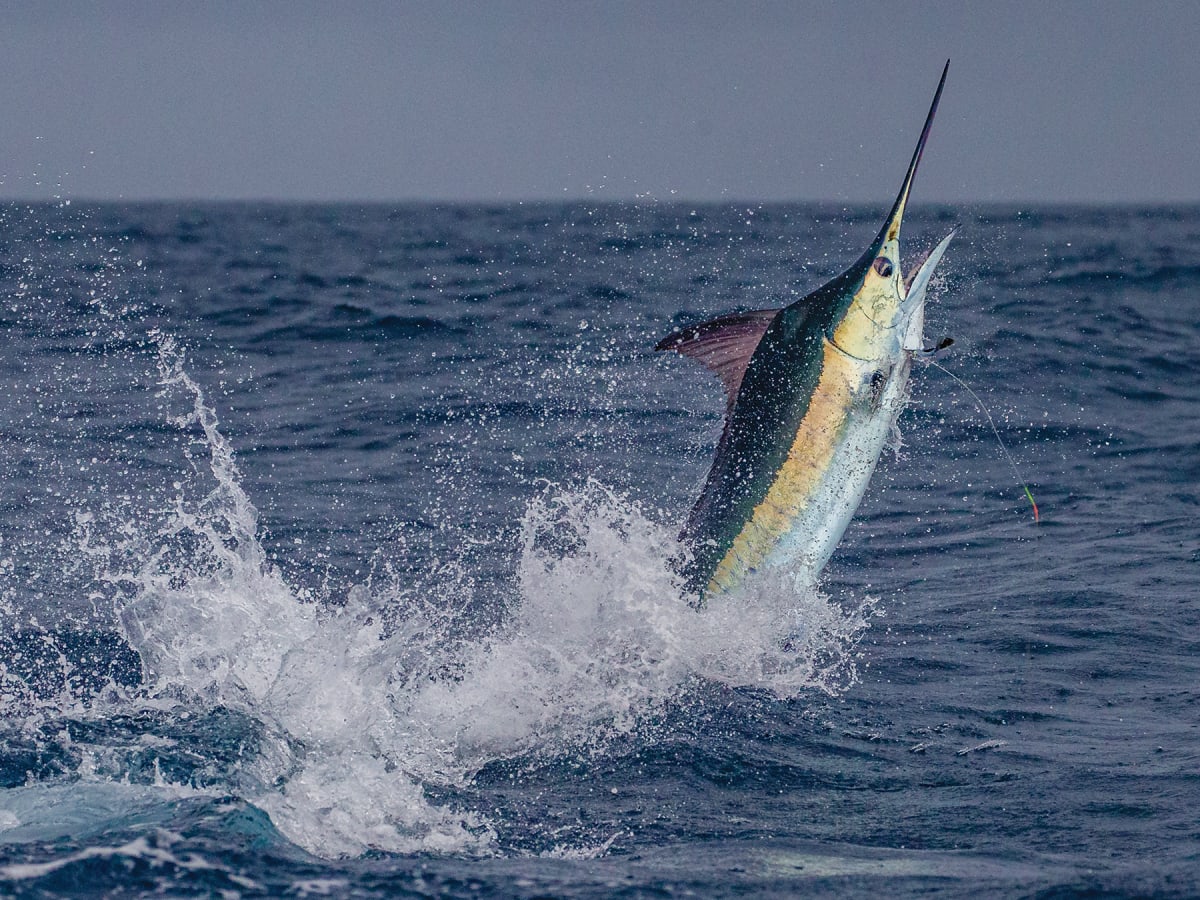 Blue Marlin: Pent-Up Violence - Anglers Journal - A Fishing Life