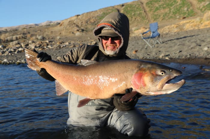 The native cutthroat grow big and fat on tui chub, a member of the carp family. 