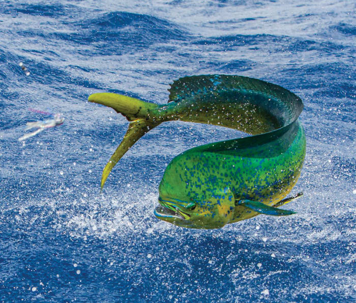 Catching a mahi on conventional gear is not as challenging as getting one to take a fly.