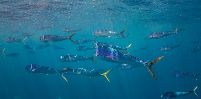 While smaller mahi travel in schools, the big bulls go rogue and often hunt alone.
