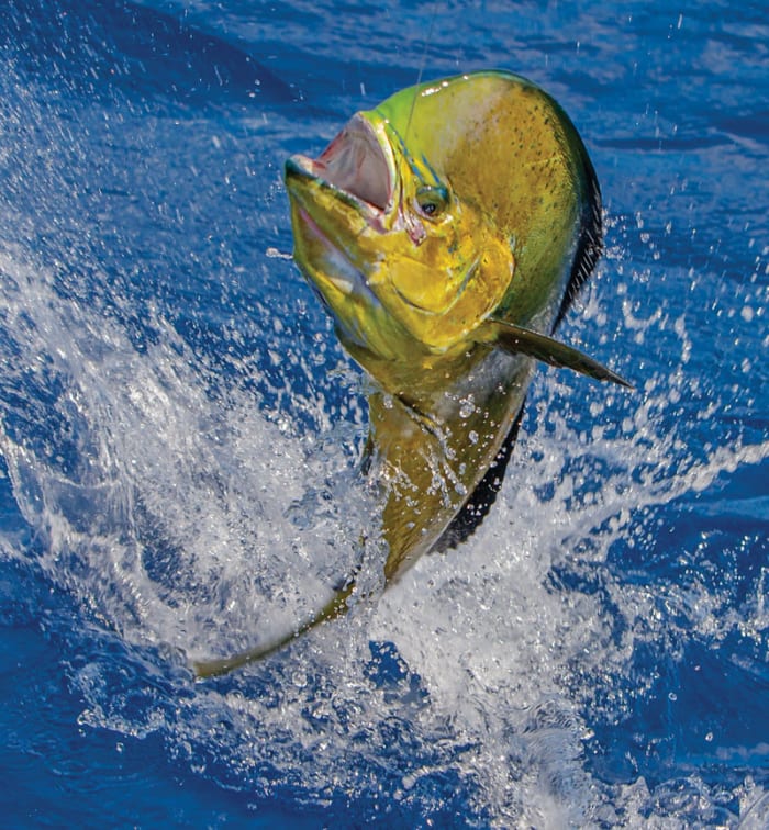 The mahi in Panama are typically larger than those found stateside. 