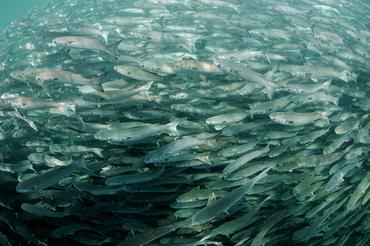 Protecting the forage base of important fish stocks a prudent management move.