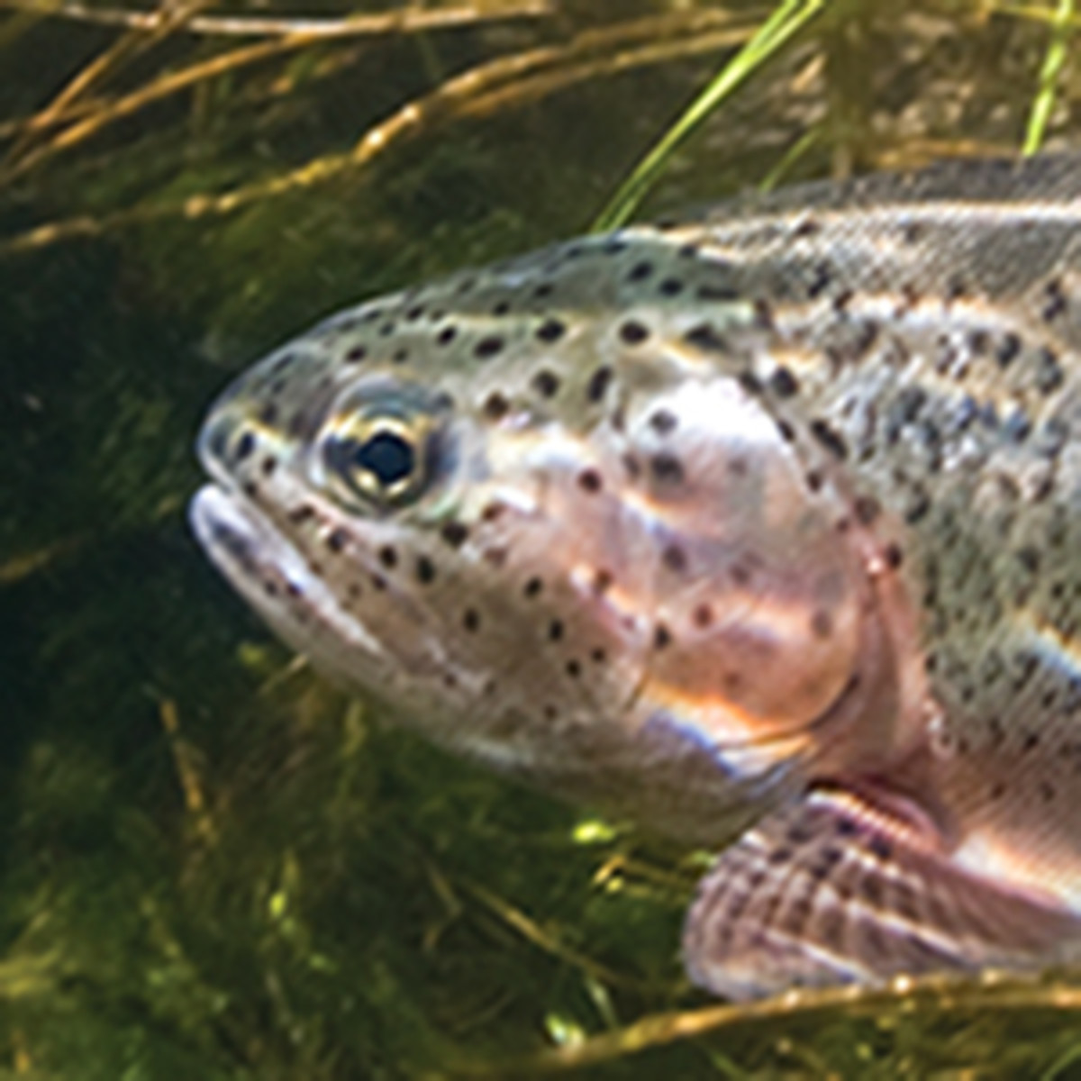Bechler River Rainbow Trout