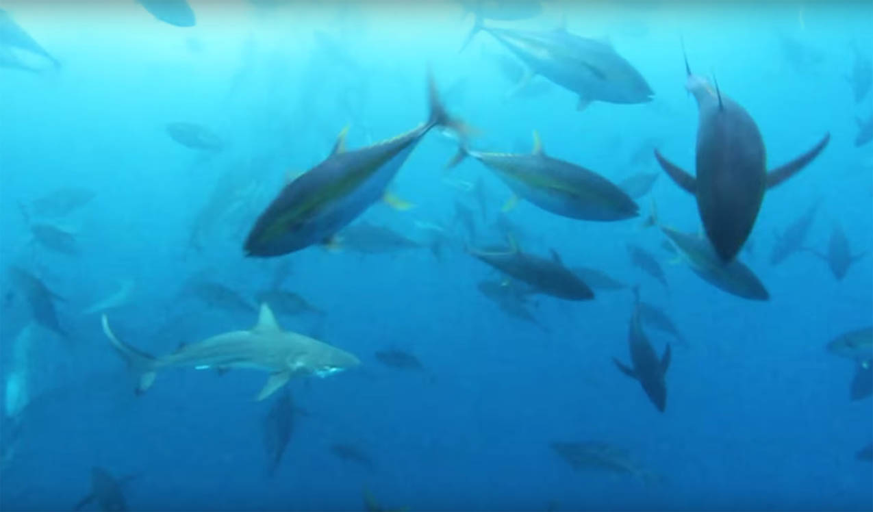 Feeding Frenzy Anglers Journal A Fishing Life