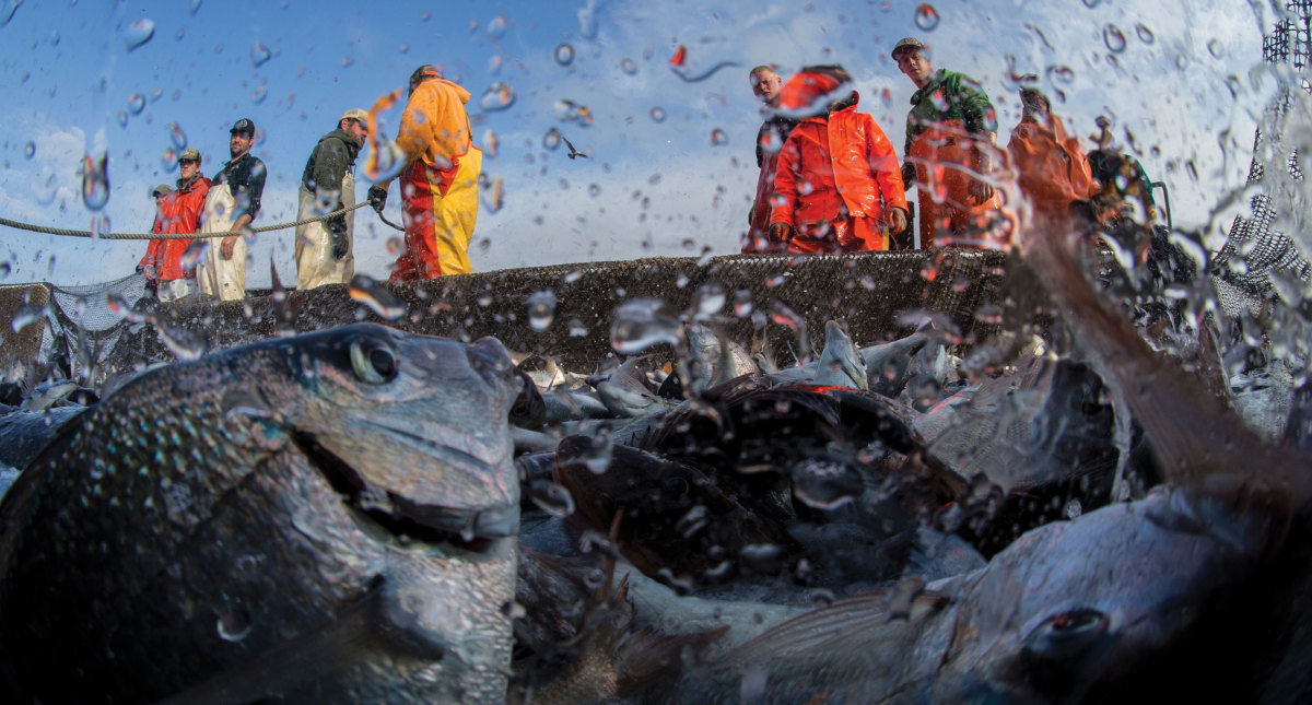 a fish-eye view as the trap is hauled