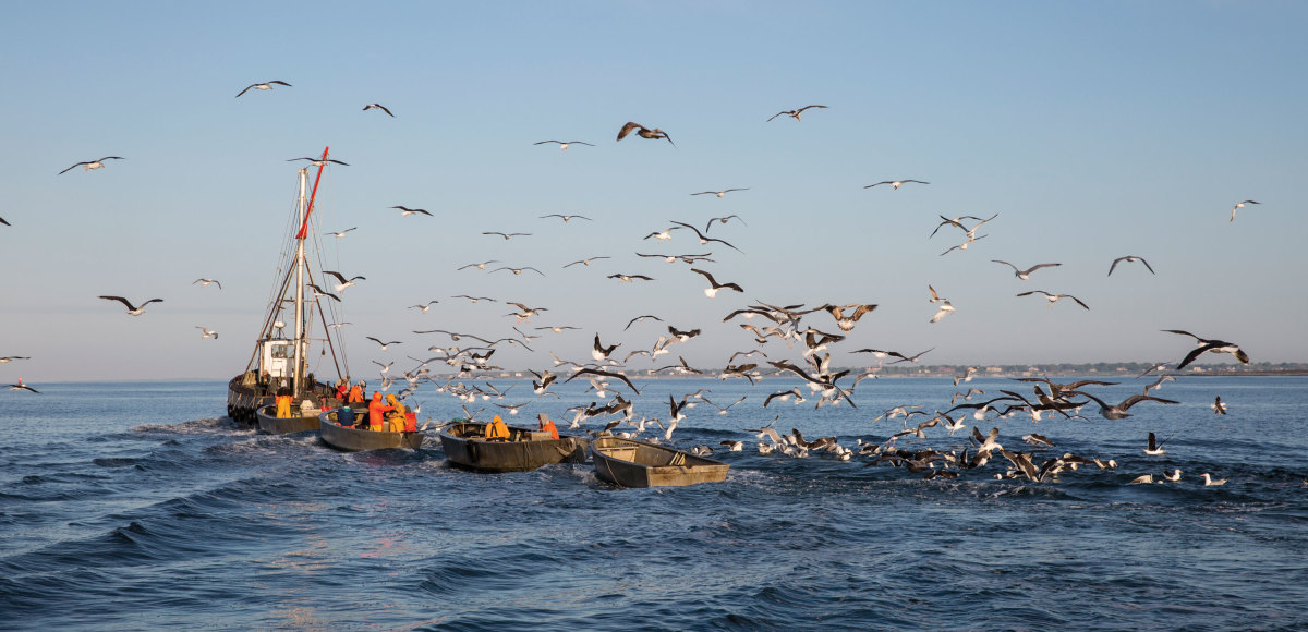 a noisy procession — the 62-foot Maria Mendonsa, skiffs and gulls