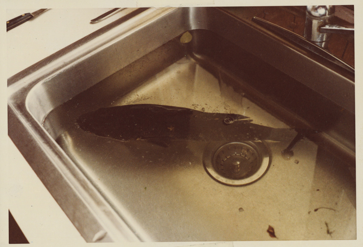 The fish took a breather in a sink while its fate was being decided.