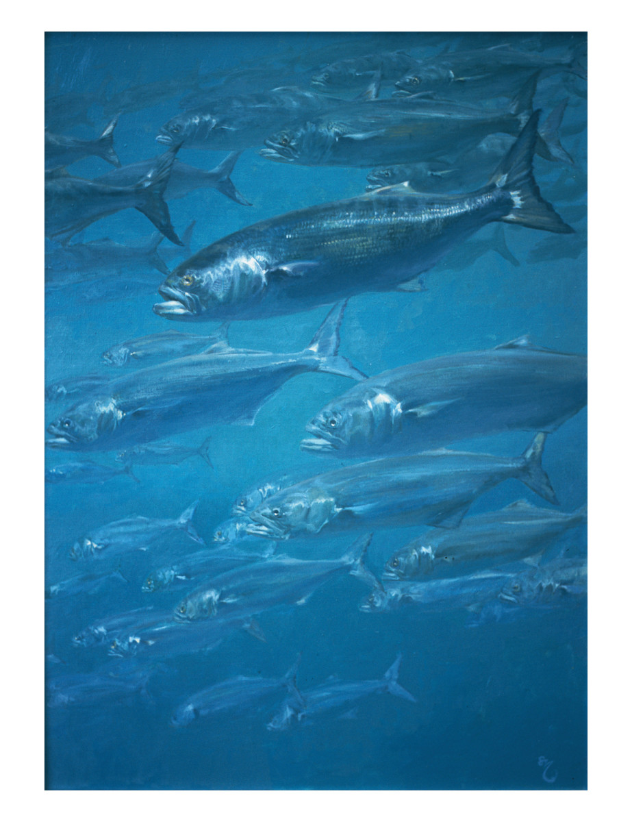 “The pattern of dullish silver sweeping through the water at great speed is a stirring event,” said painter Meltzoff, who spent a summer diving on bluefish, which led to this work, Shoaling Blues.
