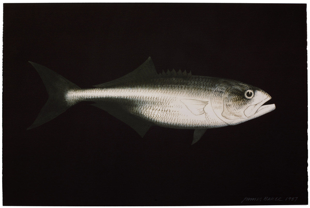 One of Jim Baker’s series of bluefish drawings on blackened backgrounds, where the skin has the look of beaten metal.