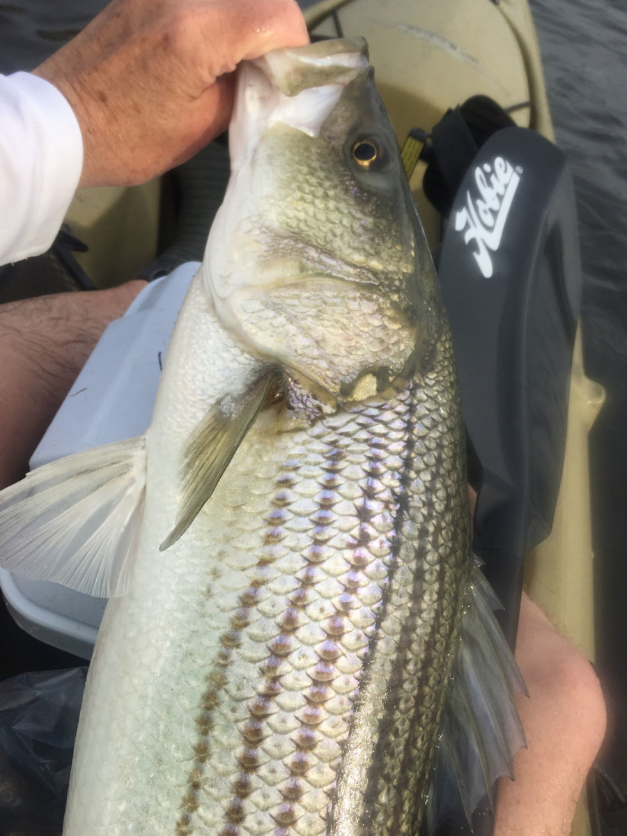 Early season stripers are bright and feisty.