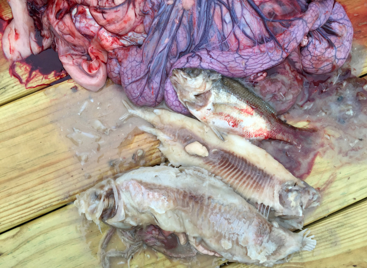 The contents of the catfish’s stomach included an American shad, a hickory shad and a white perch.