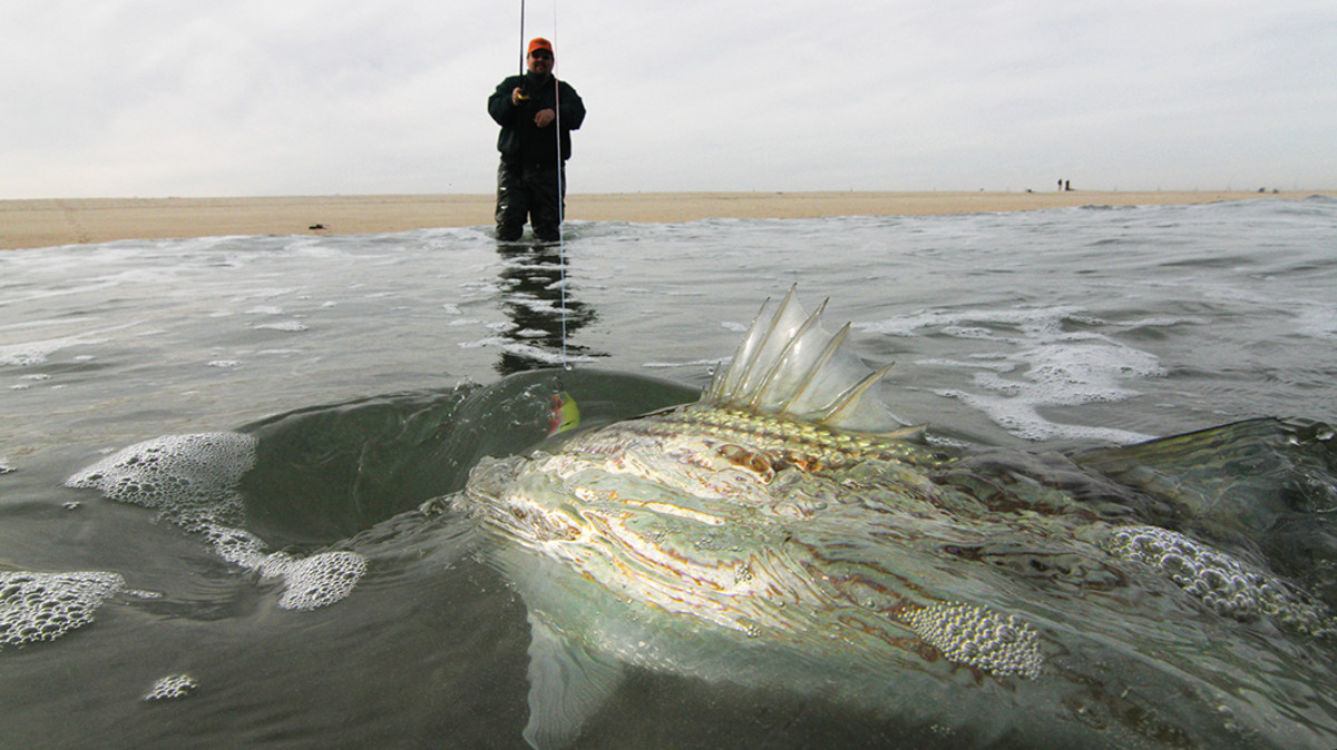 A striped bass is led into the shallows.