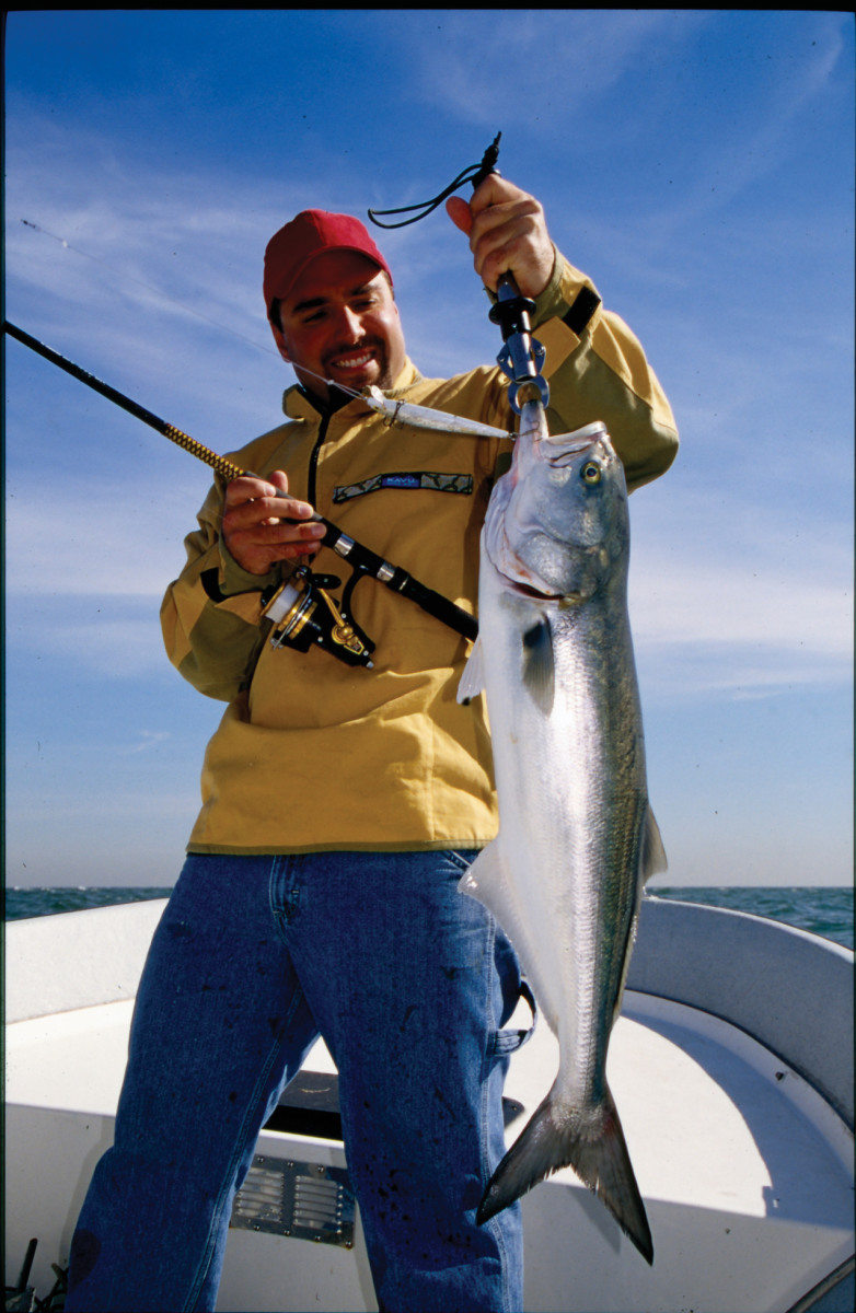 Aggressive sight-feeders with good speed, bluefish are popular with shore and boat anglers.