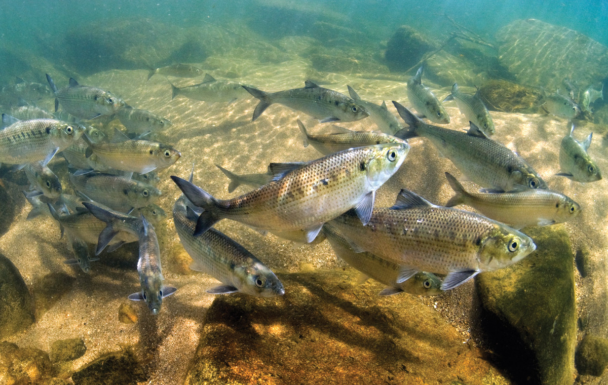 Hickory shad push up Deer Creek, a tributary of the Susquehanna River.