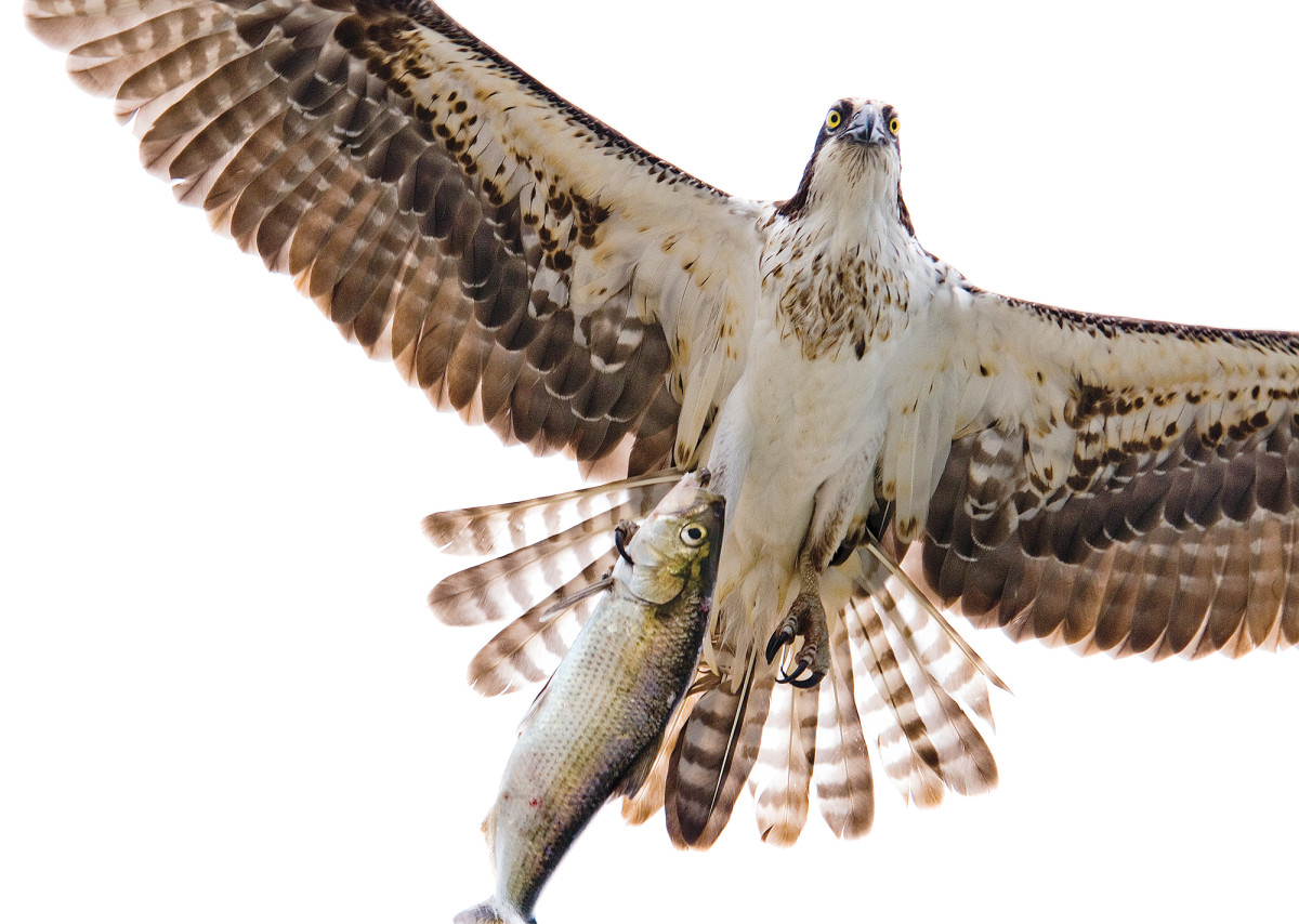 Apex predators come dressed in many robes. An osprey carries a spring meal over the Susquehanna.