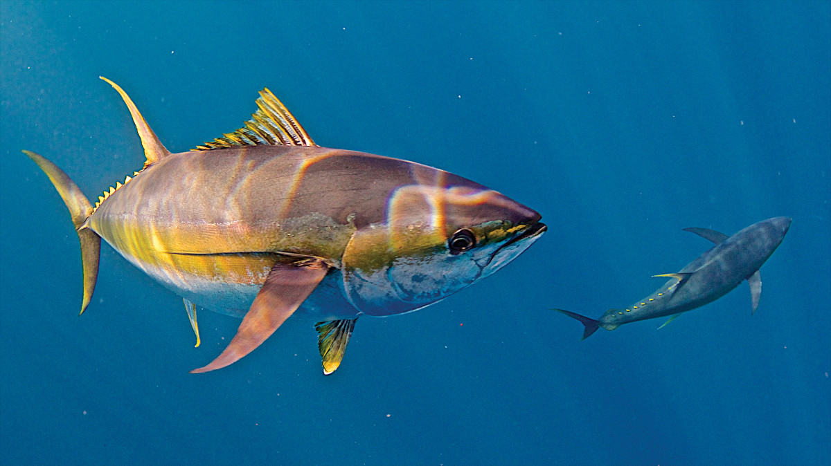 Savvy sport anglers are using professional-grade sonar systems to locate tuna and other species.