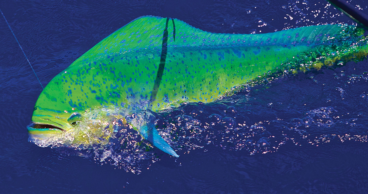 The moment of truth arrives first as a shadow. The author says he’s still searching for a monster mahi on the fly.