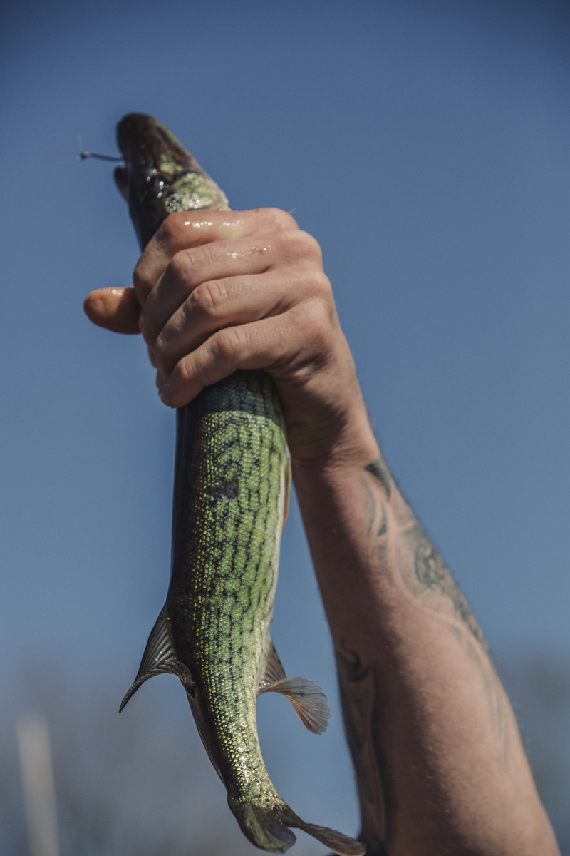 A hardened fist hoists a chain pickerel.