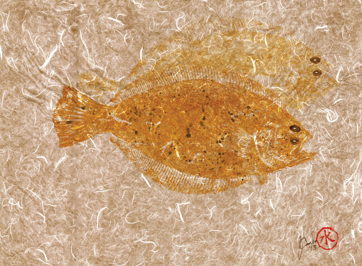 Illustration: Jeffrey Canha/Island Fish Prints
