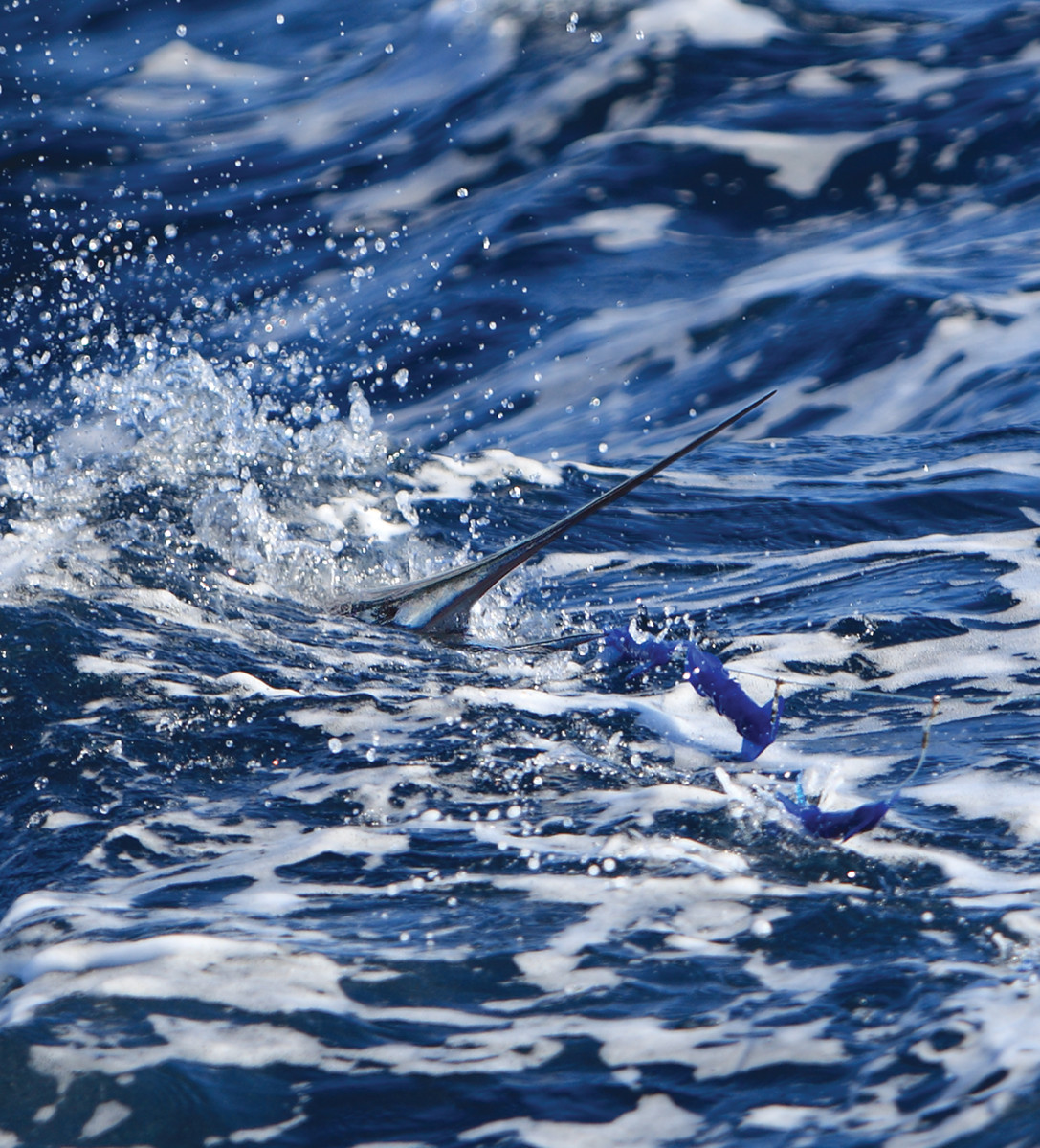 A white marlin comes in on a teaser.