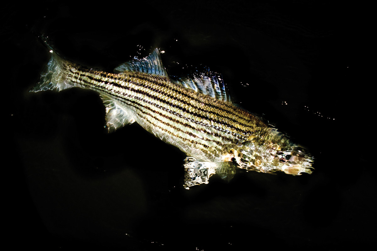The fall run in the Northeast and Mid-Atlantic has begun, with stripers being a prime target.