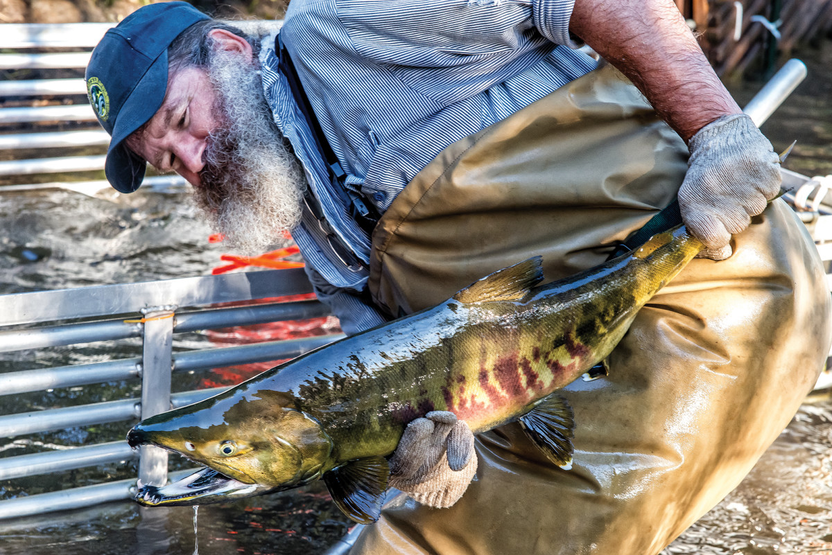 Thanks to habitat restoration, native chum salmon have returned to a creek in Washington.