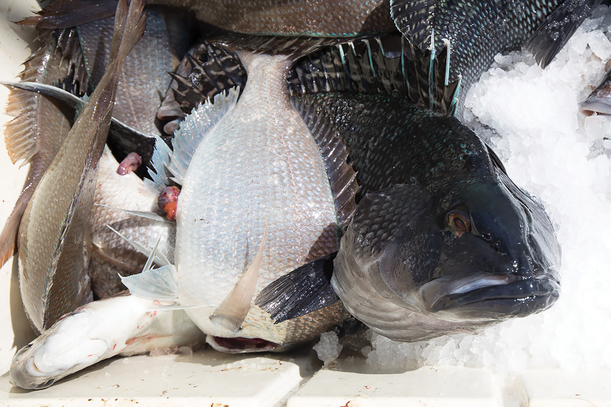 Black Sea Bass Feeding The Stomach And Soul Anglers Journal A Fishing Life