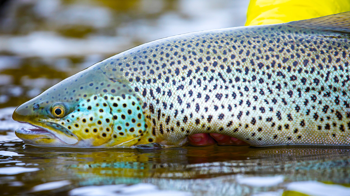 Crazy Big Brown Trout in Iceland - Anglers Journal - A Fishing Life