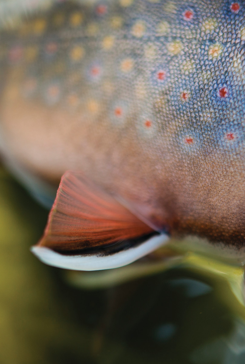 The brook trout is singularly beautiful.