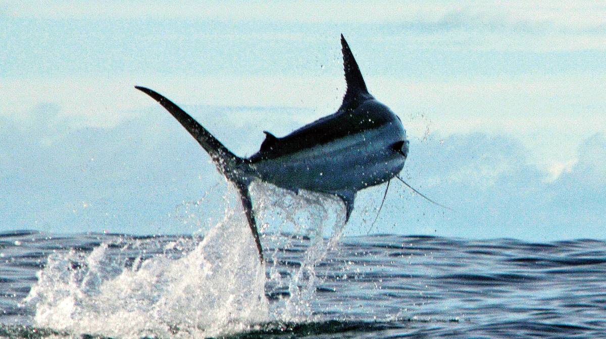 Nothing can prepare the uninitiated for what ensues when they hook a blue marlin on a fly.
