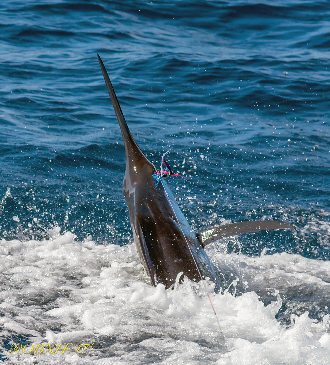 NEW Release Ruler Striped Marlin from Blue Bottle Marine 