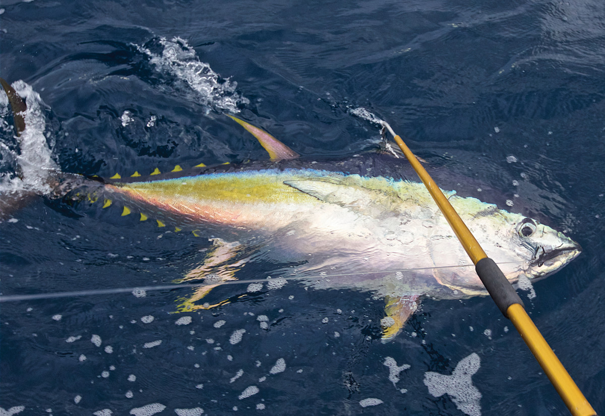 Shaped for speed, yellowfin appear to be hauling ass even when they’re sitting still.