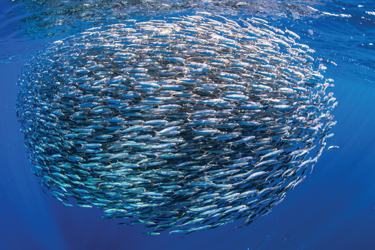 Symmetry before the storm in a sphere of sardines.