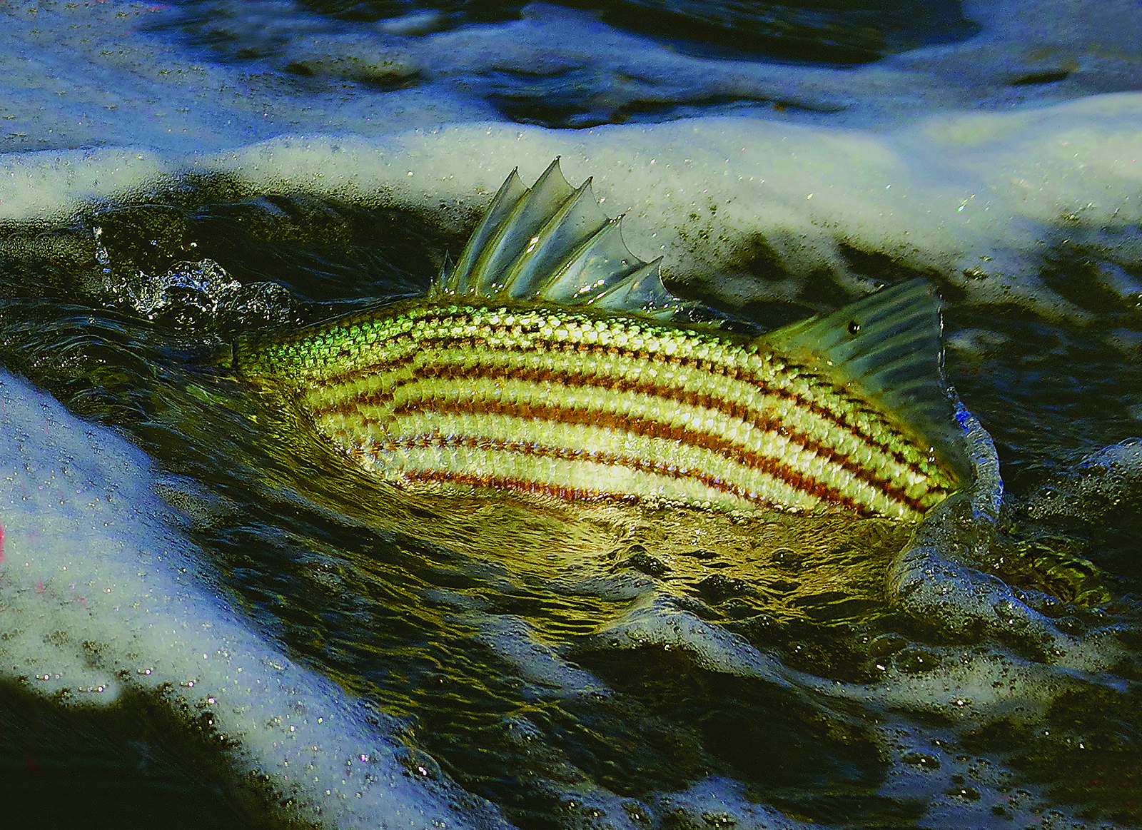 Striper Moon Anglers Journal A Fishing Life
