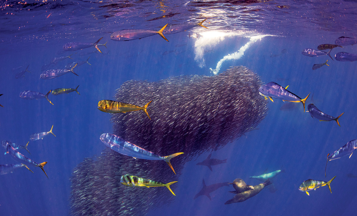 Bait balls provided theatrical photo-ops when mahi-mahi, Galápagos sea lions and birds were in the mix.