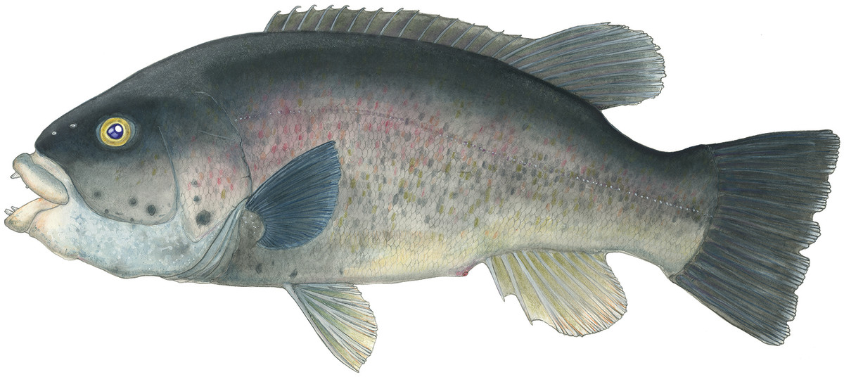 Tautog pull hard and have a devoted following.